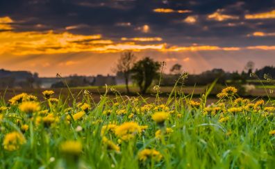 Meadow, wild yellow flowers, landscape, sunset, flowers field
