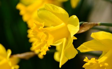 Close up, yellow daffodil flower