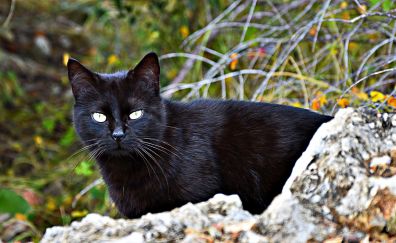 Black cat, starring, rocks