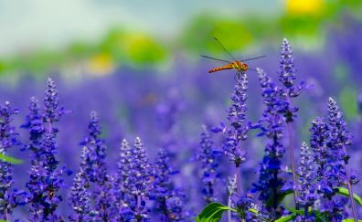Flowers, plants, dragonfly, insect, purple flowers