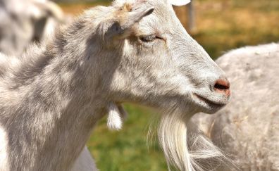 White domestic goat, animal, muzzle