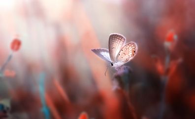 Butterfly, insect, small plants