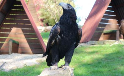 Adler eagle, predator, sitting