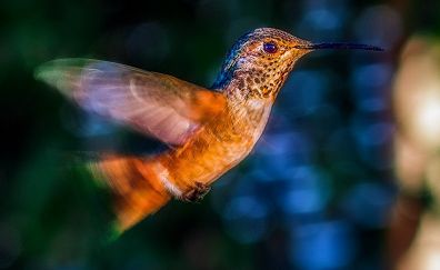 Hummingbird, fly, bokeh, close up
