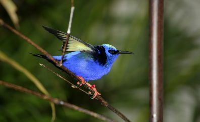 Blue Bird, exotic, blue color