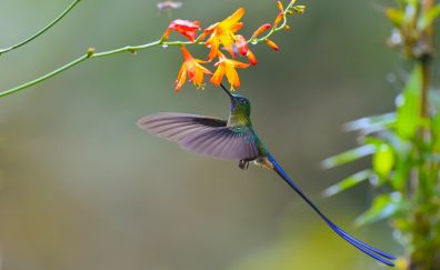 Cute small bird, colorful, hummingbird, fly, flowers
