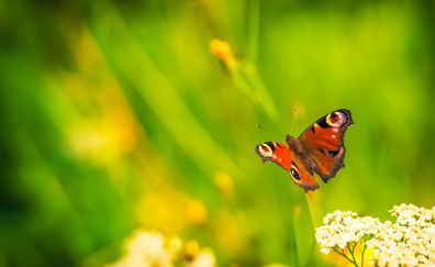 Butterfly, bug, insects, blur