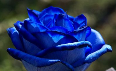 Beautiful Blue rose, close up