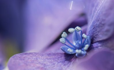 Purple flower, close up