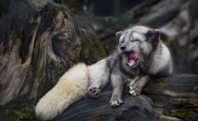 Ice fox, animal, yawn, predator