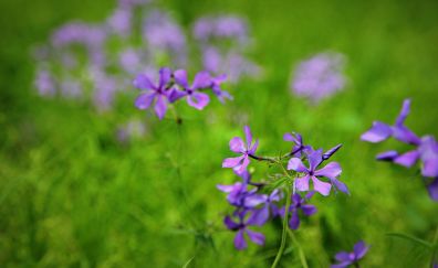 Purple wild flowers, meadow, blur