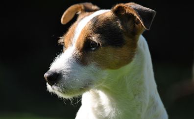 Parson Russell Terrier dog, animal, pet animal, muzzle
