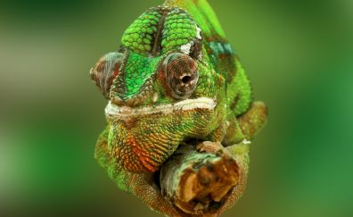 Lizard chameleon