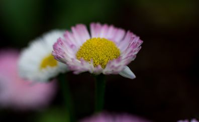 Pink daisy, flower, close up, petals