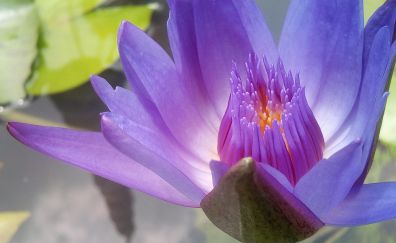 Purple, water lily, flower, petals, pollen