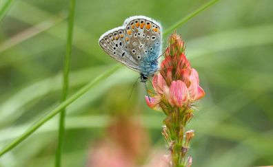 Colorful butterfly, insect, flowers