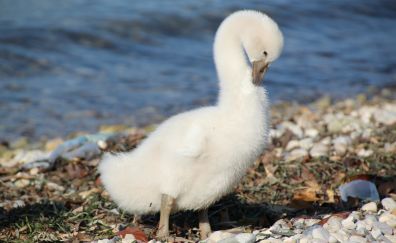 Young swan, walk, water bird