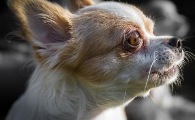Chihuahua, cute dog, muzzle