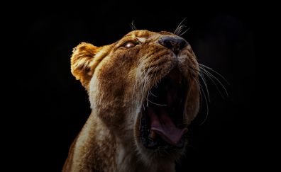 Lion roar, wild animal, predator, dark