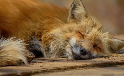 Sleep, red fox, japan zoo