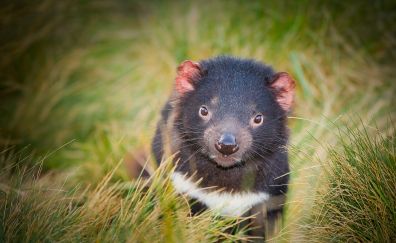 Tasmanian devil muzzle, animal