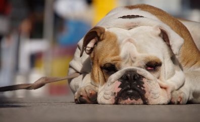 Rest and relaxed bulldog, dog collar