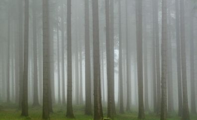 Forest, nature, mist, fog, tree