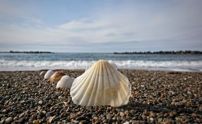 Shell, pebbles, beach