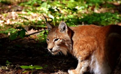 Wild cat, wildlife, Lynx, animal