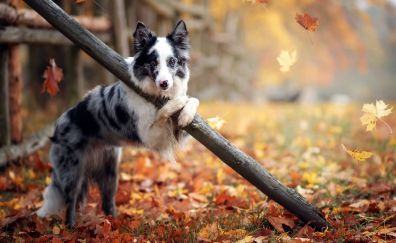 Border Collie, dog, play, autumn, leaves