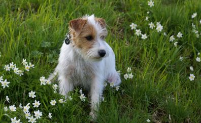 Furry dog, play, meadow, plants, flowers