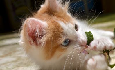 Cute Kitten muzzle
