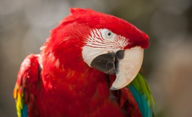 Red green macaw 