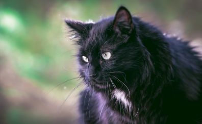 Black furry cat, animal, pet