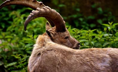 Big horns, wild goat, animal