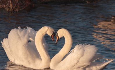 Swan, couple, birds