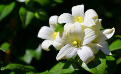 White jasmine flowers close up