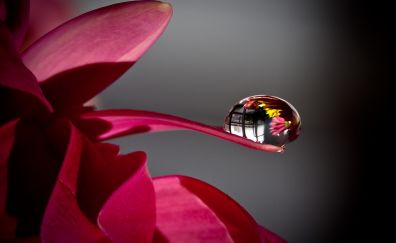 Water drop on flower petal