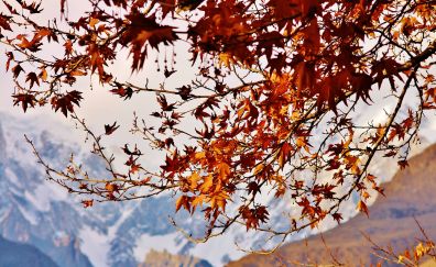 Mountains, tree branches, leaves, autumn