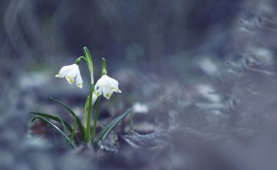 Snowflake flowers, spring, white flowers