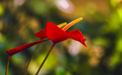 Red flower, bokeh, blur