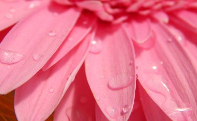 Gerbera, pink flower, petals, drops
