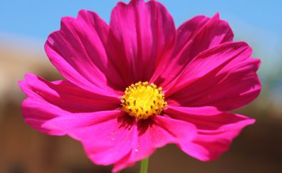 Pink flower, close up, flower petals