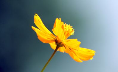 Yellow flower, close up, sky