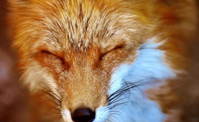 Red Fox, close eyes, muzzle, fur