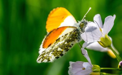 Wing, beautiful butterfly, insect, flower