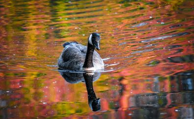 Goose, water bird, swim, lake, reflections