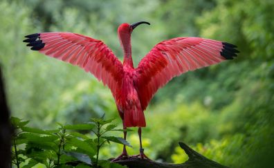 Pink bird, Scarlet ibis, wings