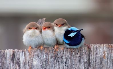 Cute baby sparrow bird with blue sparrow