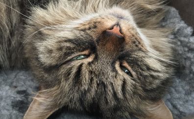 Siberian cat muzzle, furry, sleeping